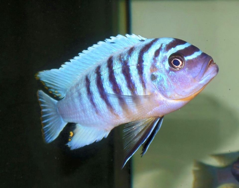 Maylandia fainzilberi 'Ndonga'